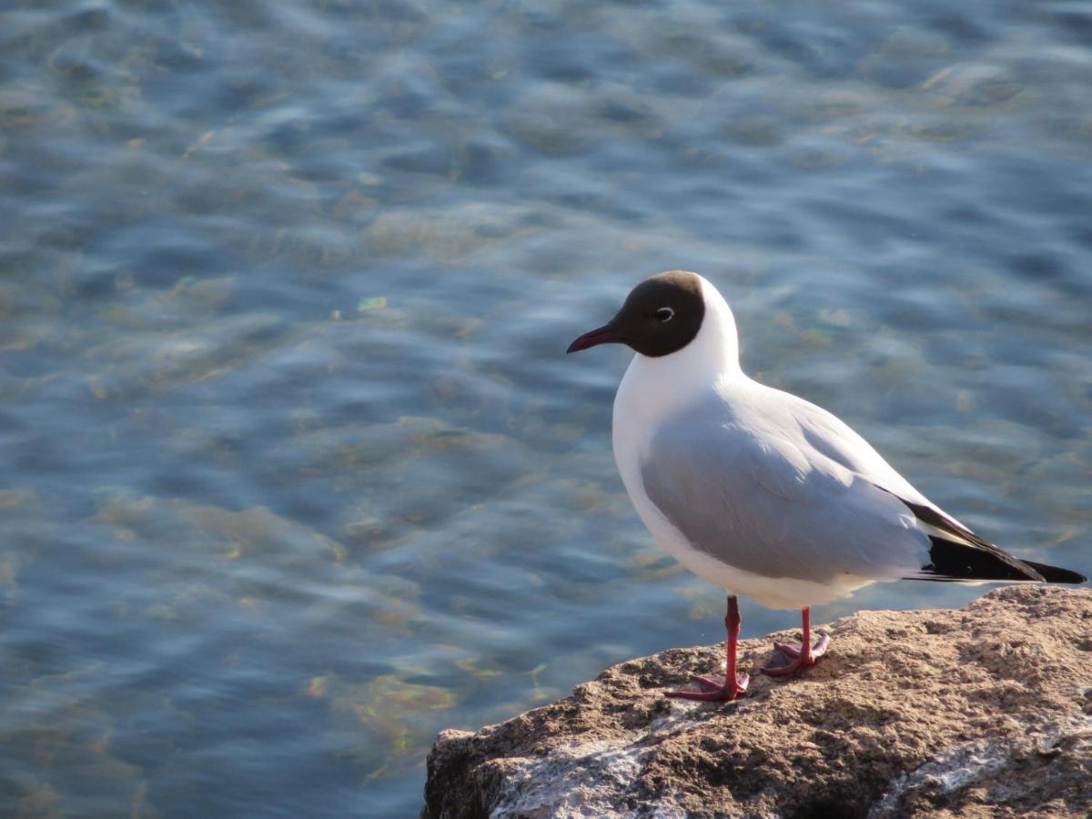 Ferienwohnungen "Marie" Mit Terrassen, Inclusive Park- Und Stellplaetze Am Haus, Mueritz-Strand Nur 700M, Altstadt 10Min, Ruhige Lage, Waren  Dış mekan fotoğraf
